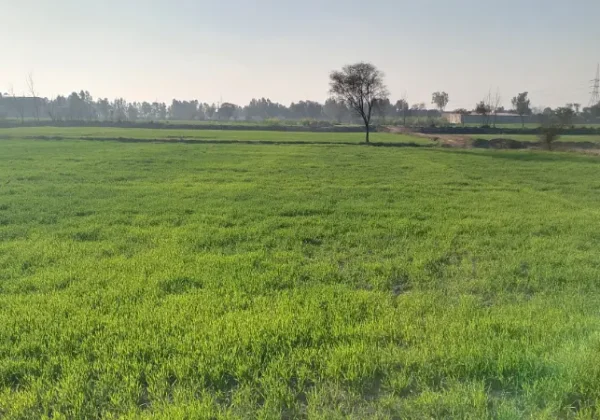 Commercial Land Available in Kasur Burj Road, Gandha Sing